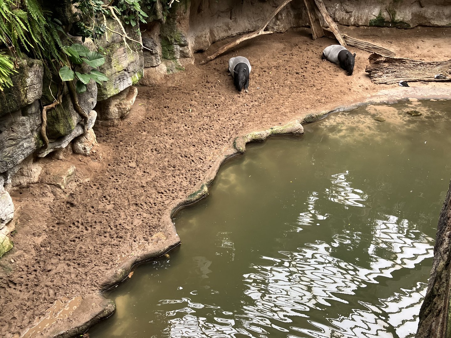 Jungleworld - Malayan Tapir Exhibit