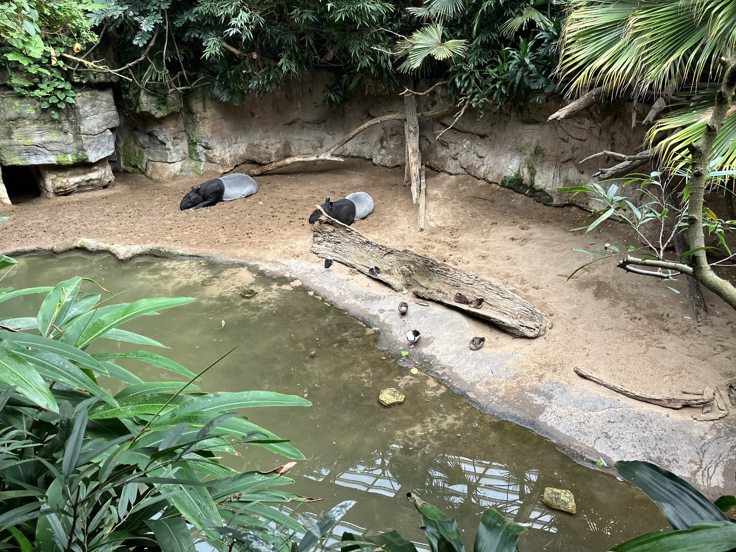 Jungleworld - Malayan Tapir Exhibit