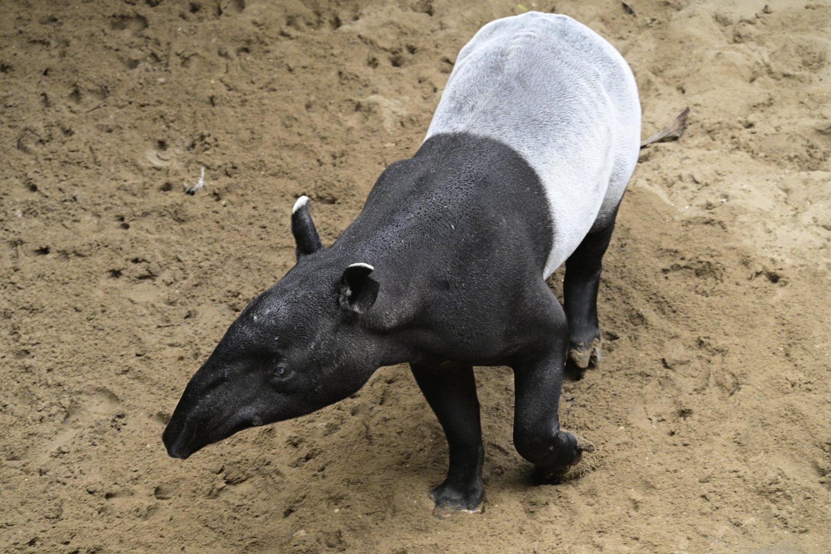JungleWorld - Malayan Tapir (Tapirus indicus)