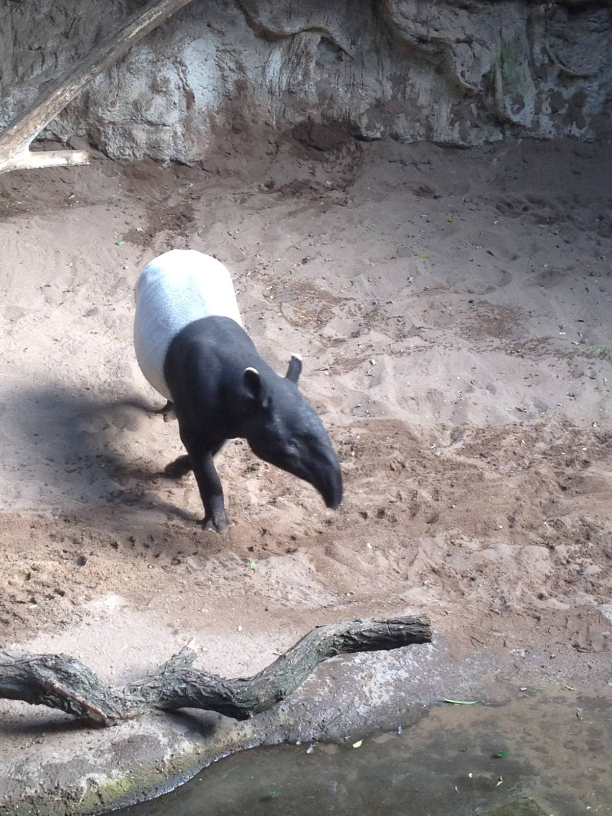 JungleWorld - Malayan Tapir