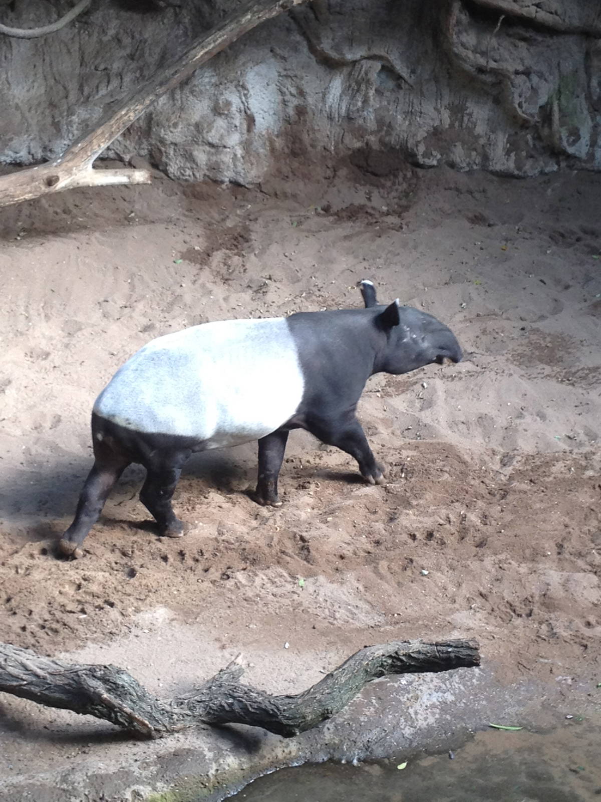 JungleWorld - Malayan Tapir