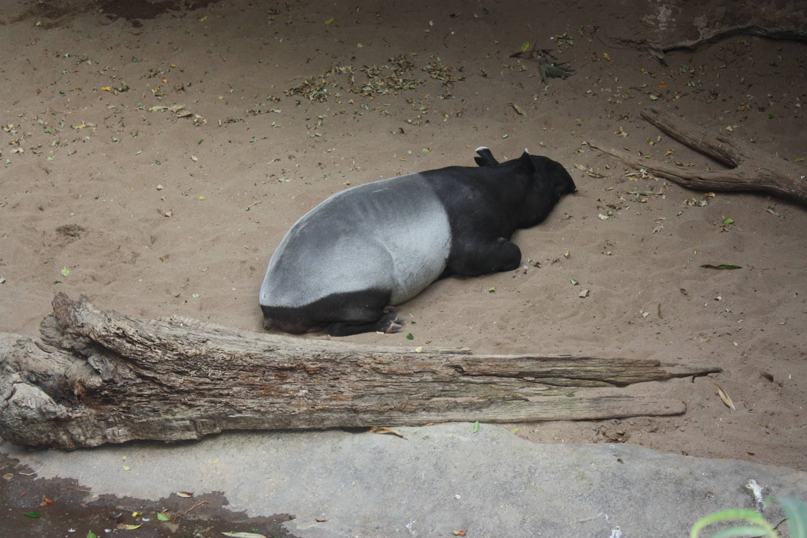 JungleWorld- Malayan Tapir