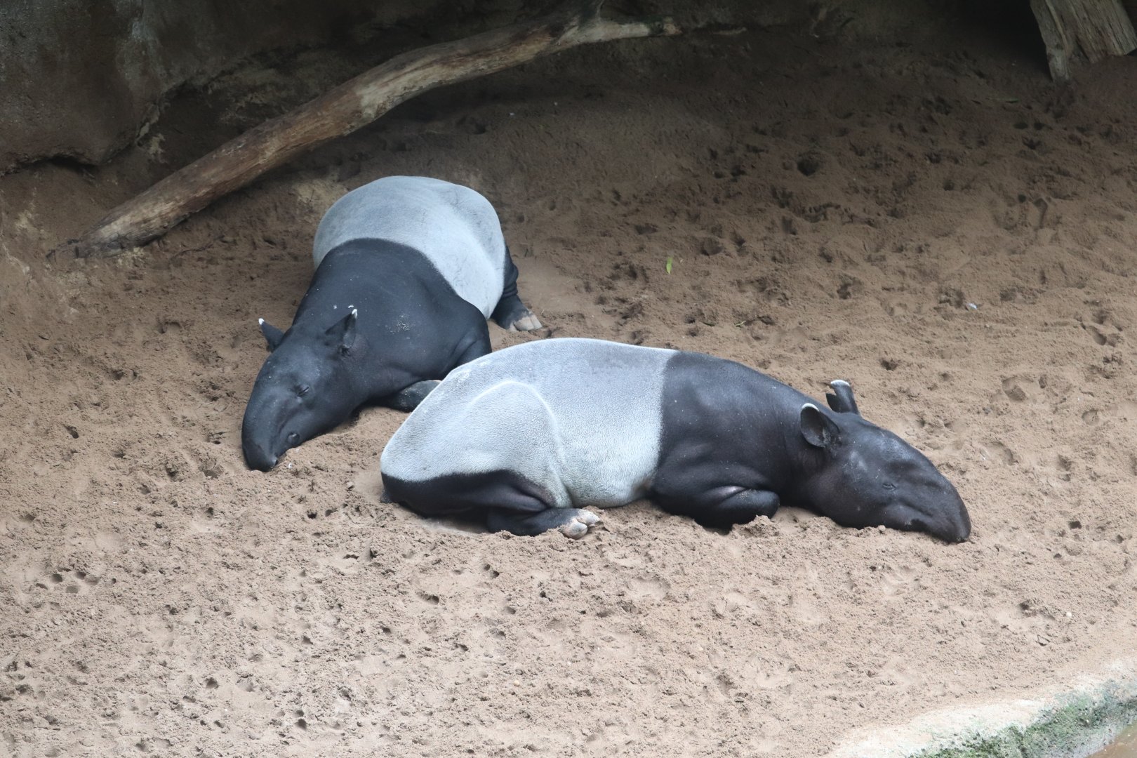 JungleWorld- Malayan Tapir