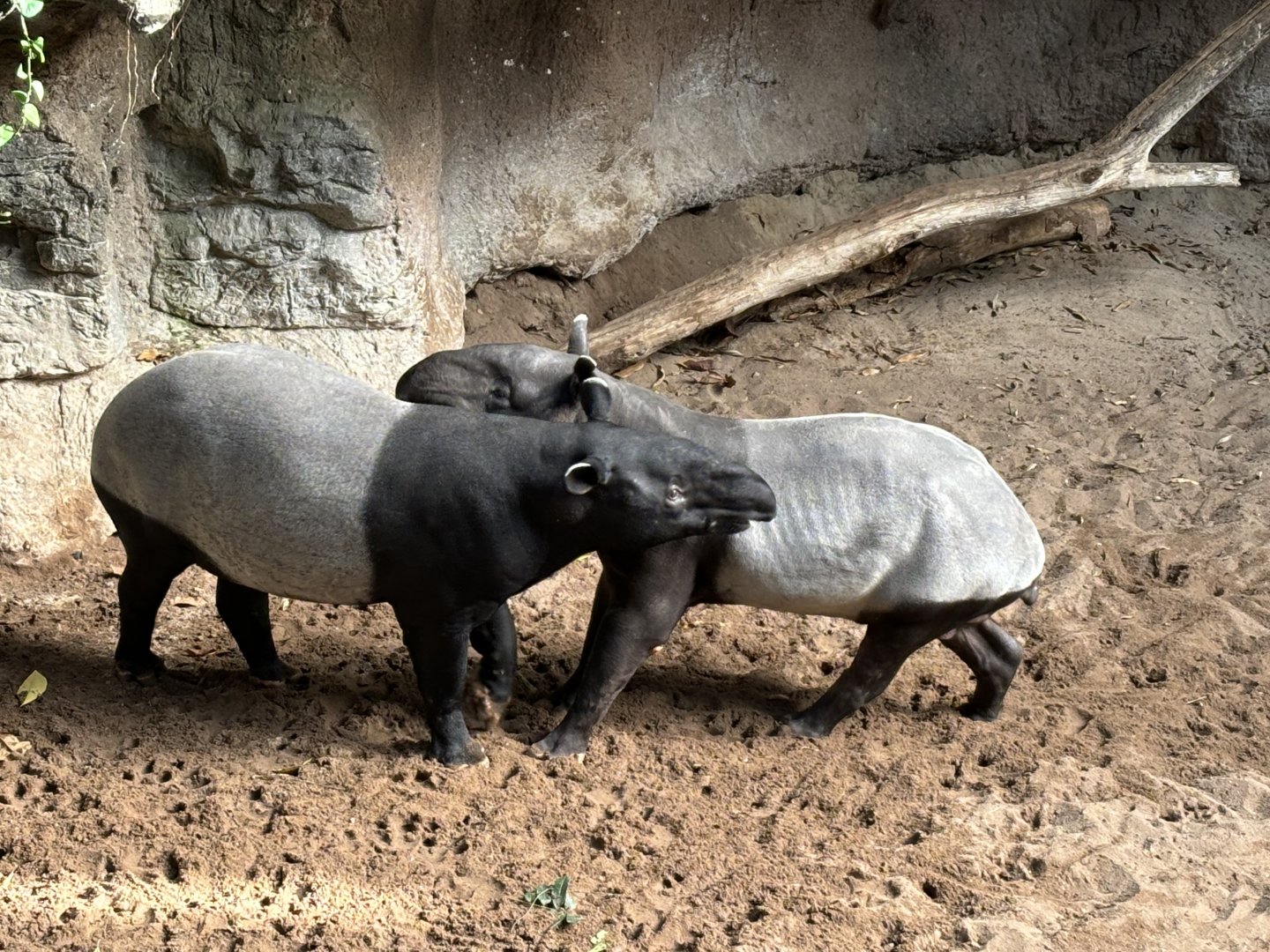JungleWorld- Malayan Tapirs