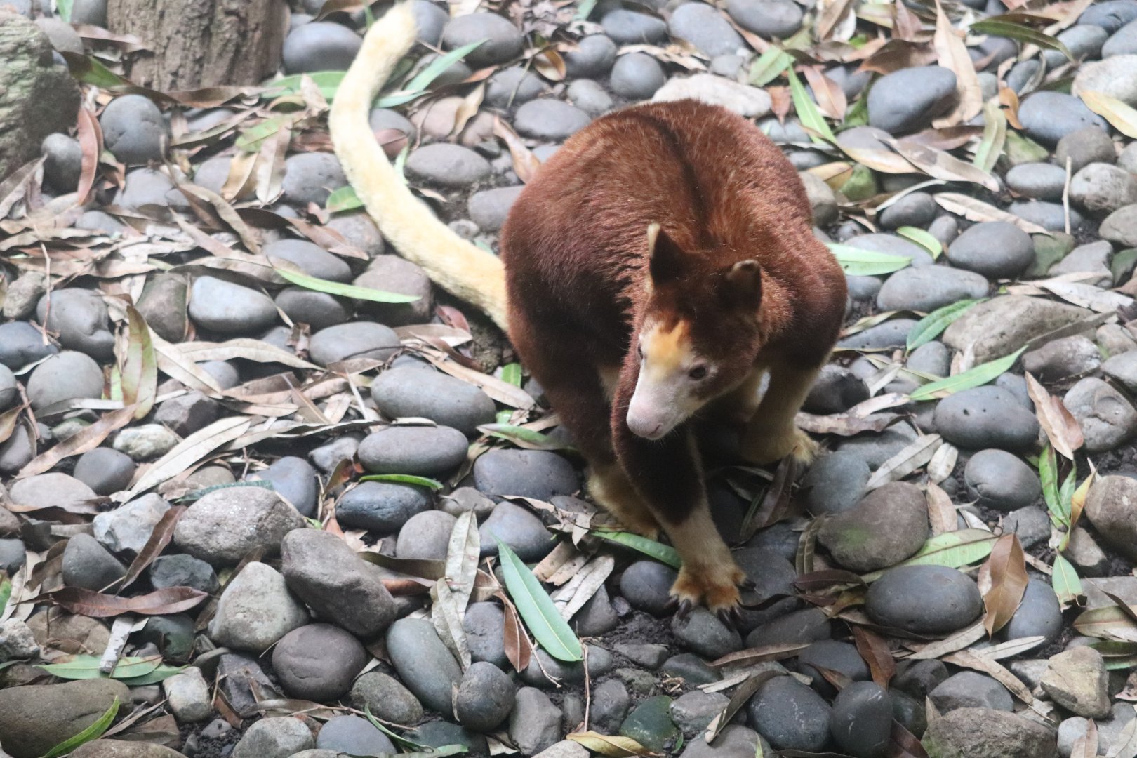 JungleWorld - Matchie's Tree-Kangaroo