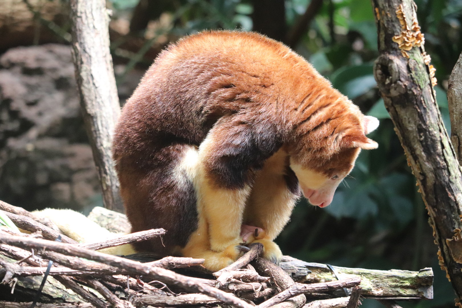 JungleWorld - Matchies Tree Kangaroo