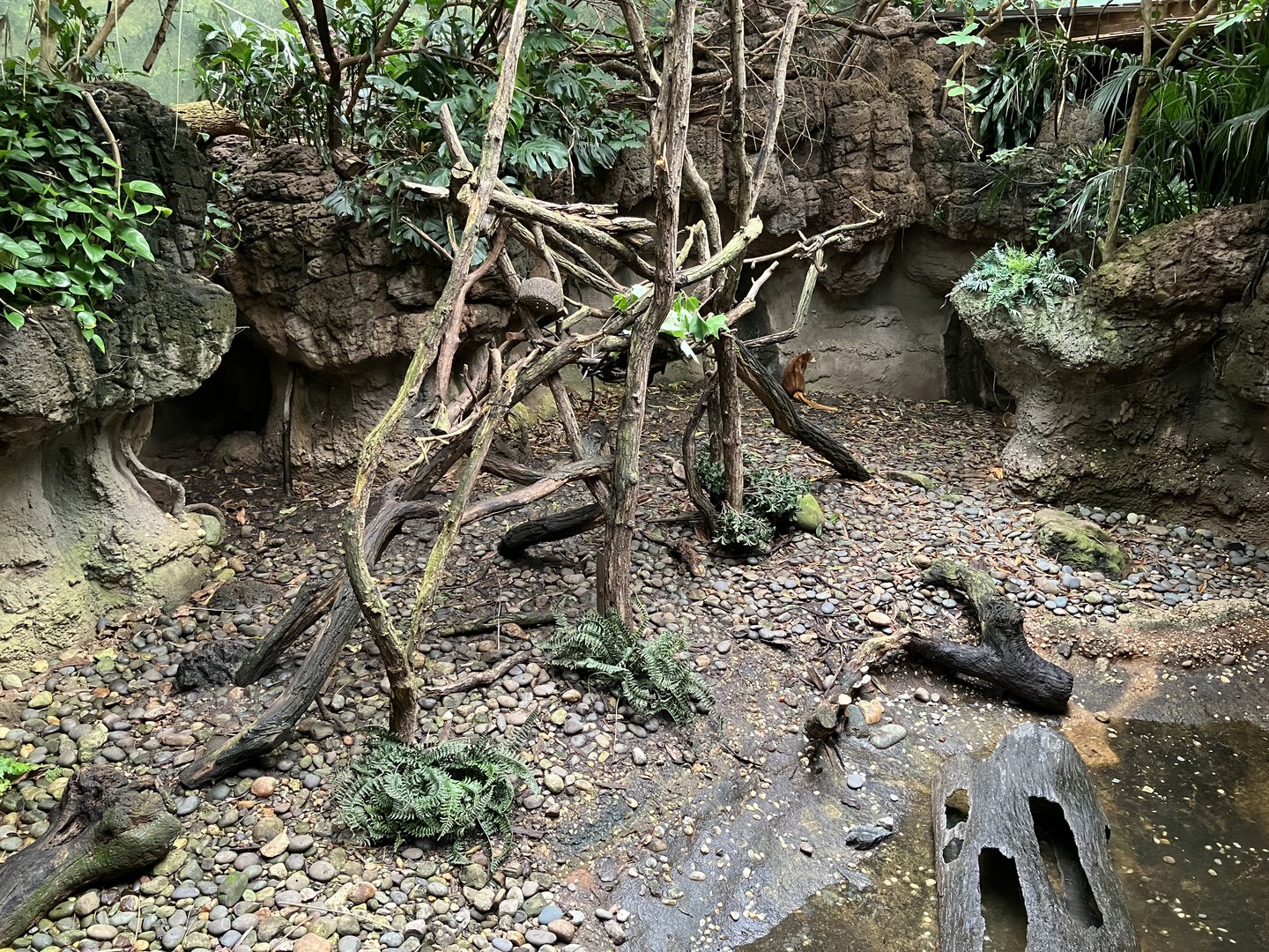 Jungleworld - Matschie’s Tree Kangaroo/Burmese Brown Tortoise Exhibit