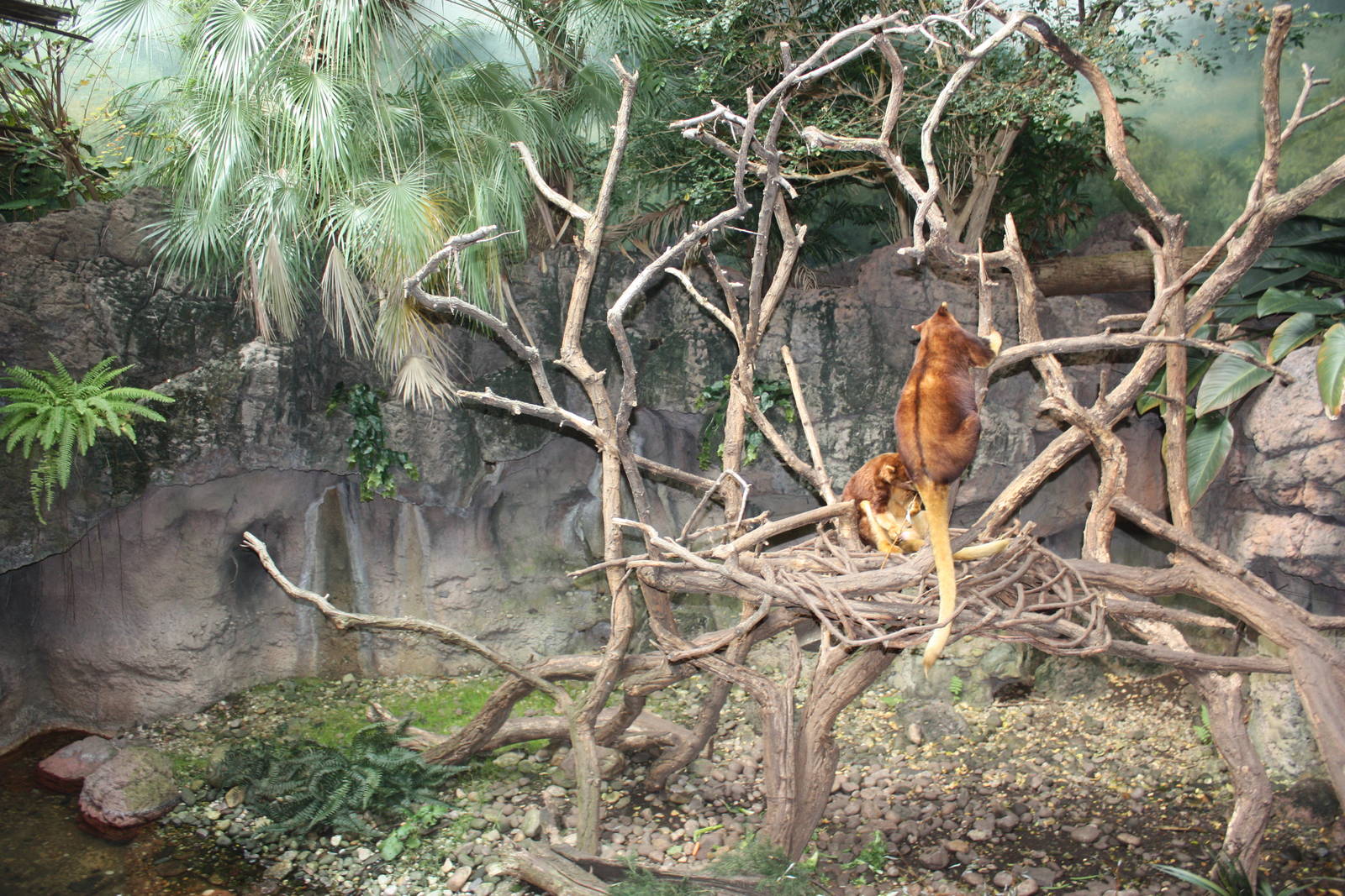 JungleWorld- Matschie's Tree Kangaroo Exhibit