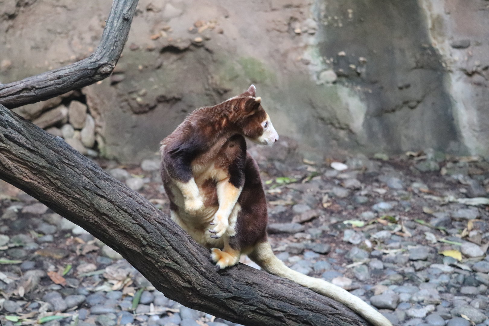 JungleWorld - Matschie’s Tree-Kangaroo