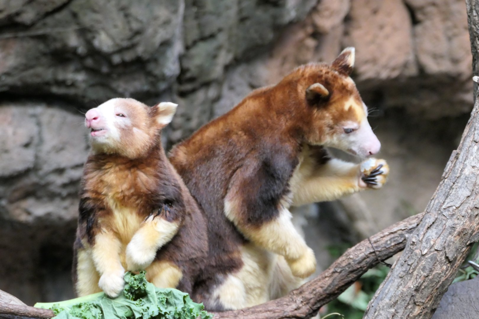 Jungleworld - Matschie's Tree Kangaroo