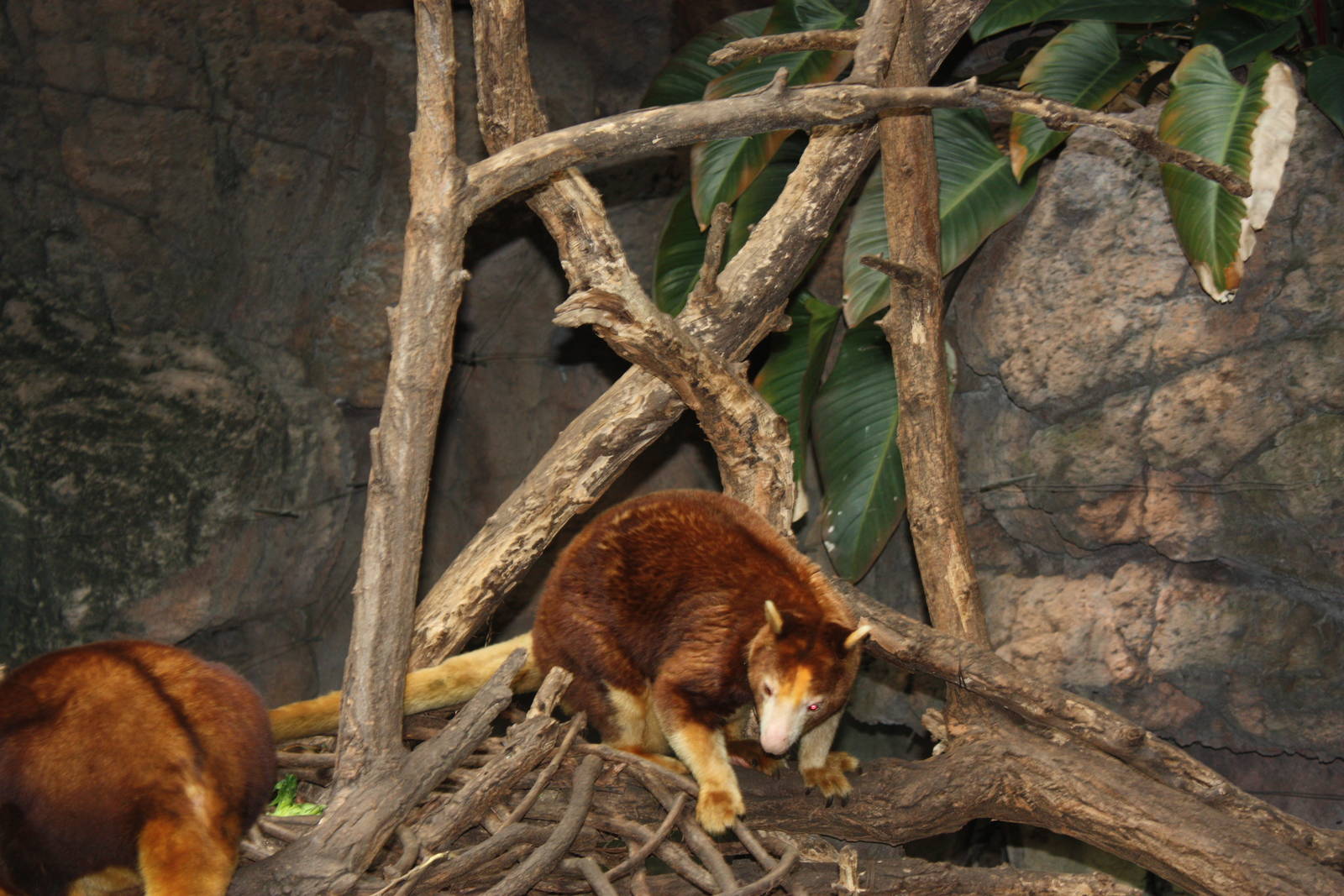JungleWorld- Matschie's Tree Kangaroos
