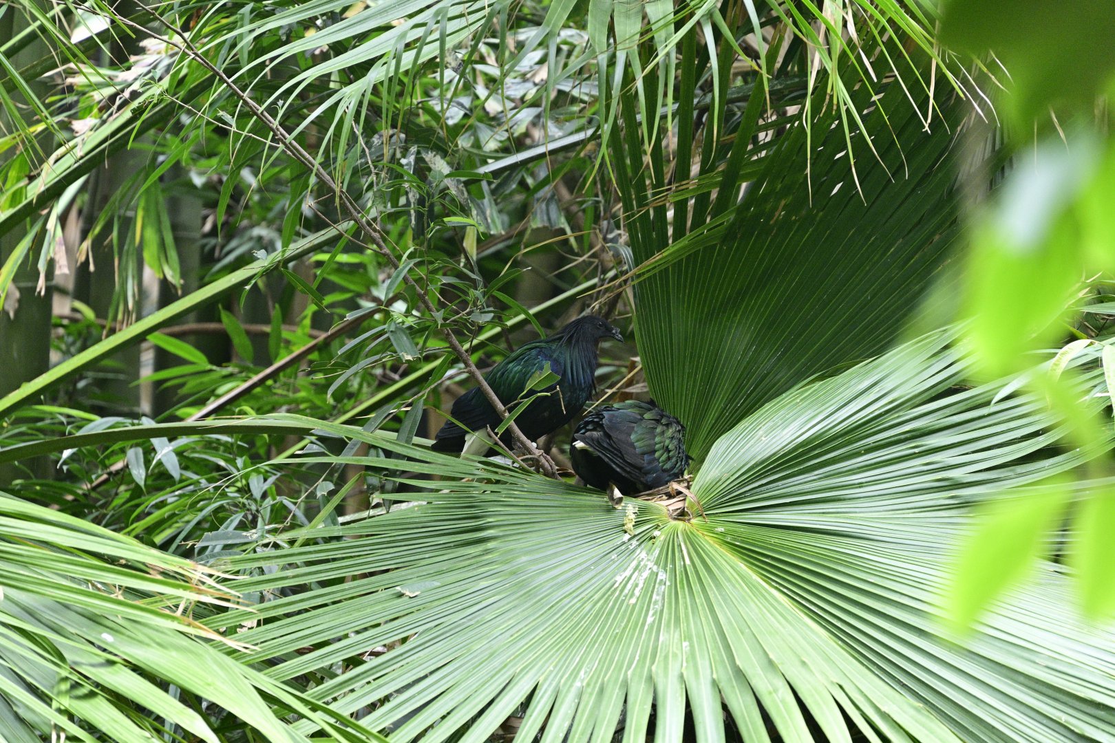 JungleWorld - Nicobar Pigeons (Caloenas nicobarica)