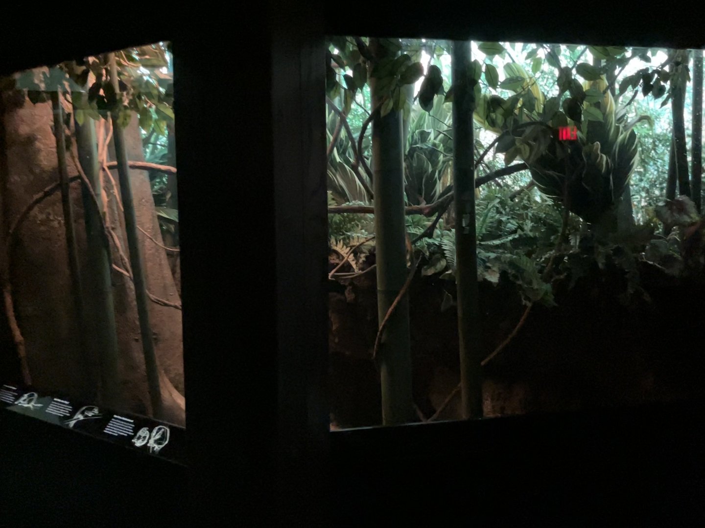 Jungleworld - Northern Treeshrew Exhibit