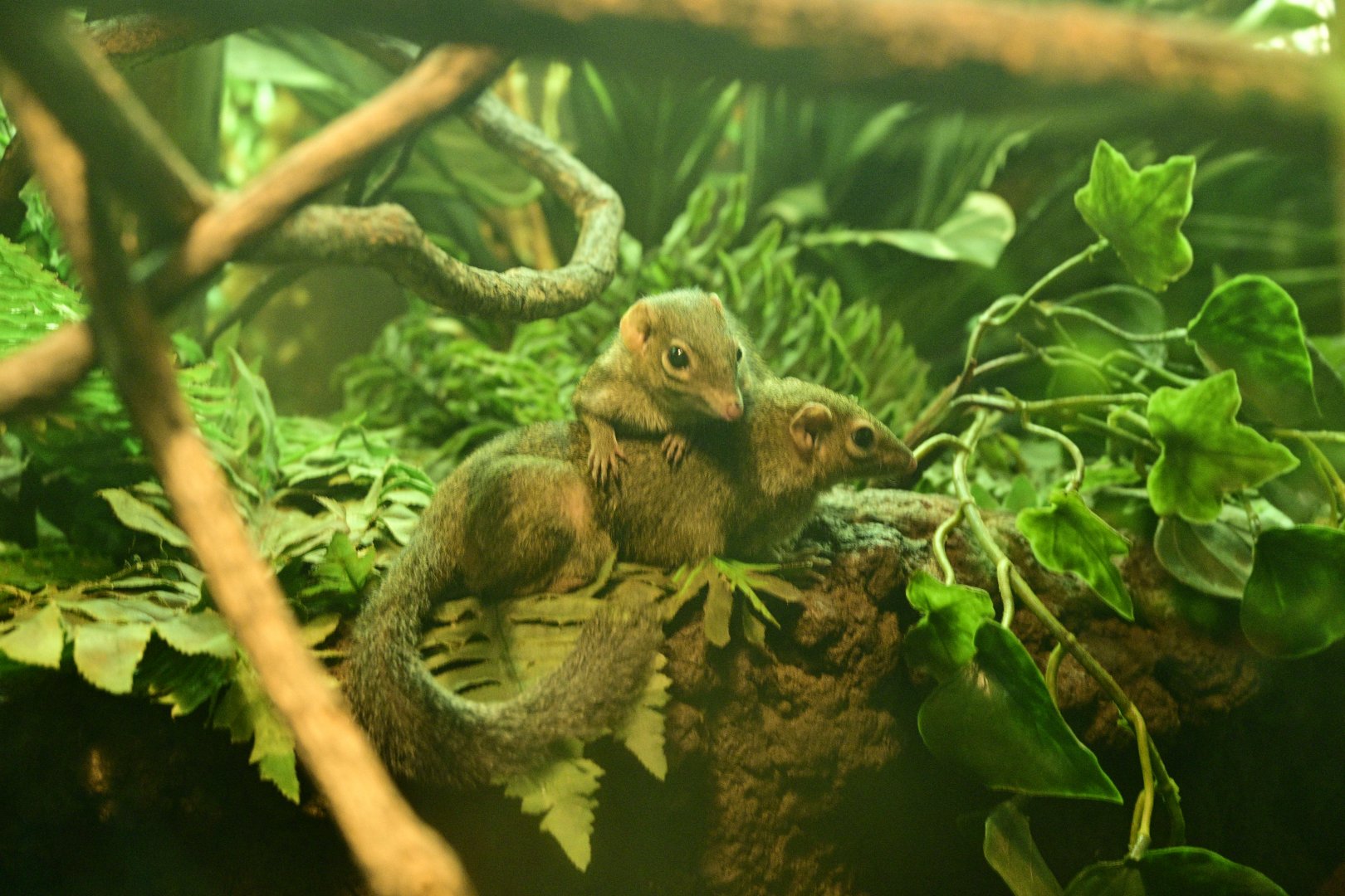 JungleWorld - Northern Treeshrew (Tupaia belangeri)