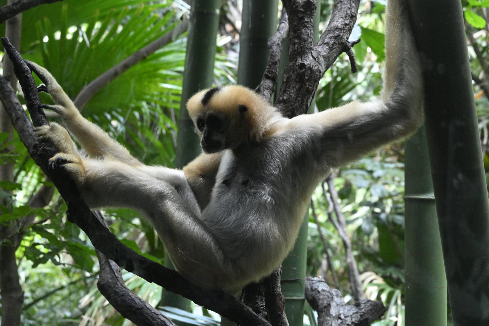 JungleWorld - Northern White-cheeked Gibbon (Nomascus leucogenys)