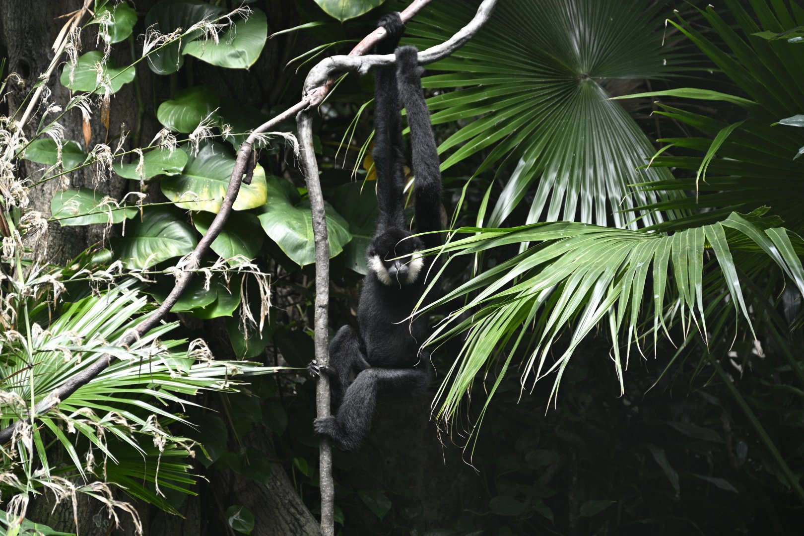 JungleWorld - Northern White-cheeked Gibbon (Nomascus leucogenys)