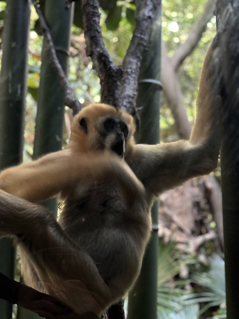 JungleWorld- Northern White-cheeked Gibbon