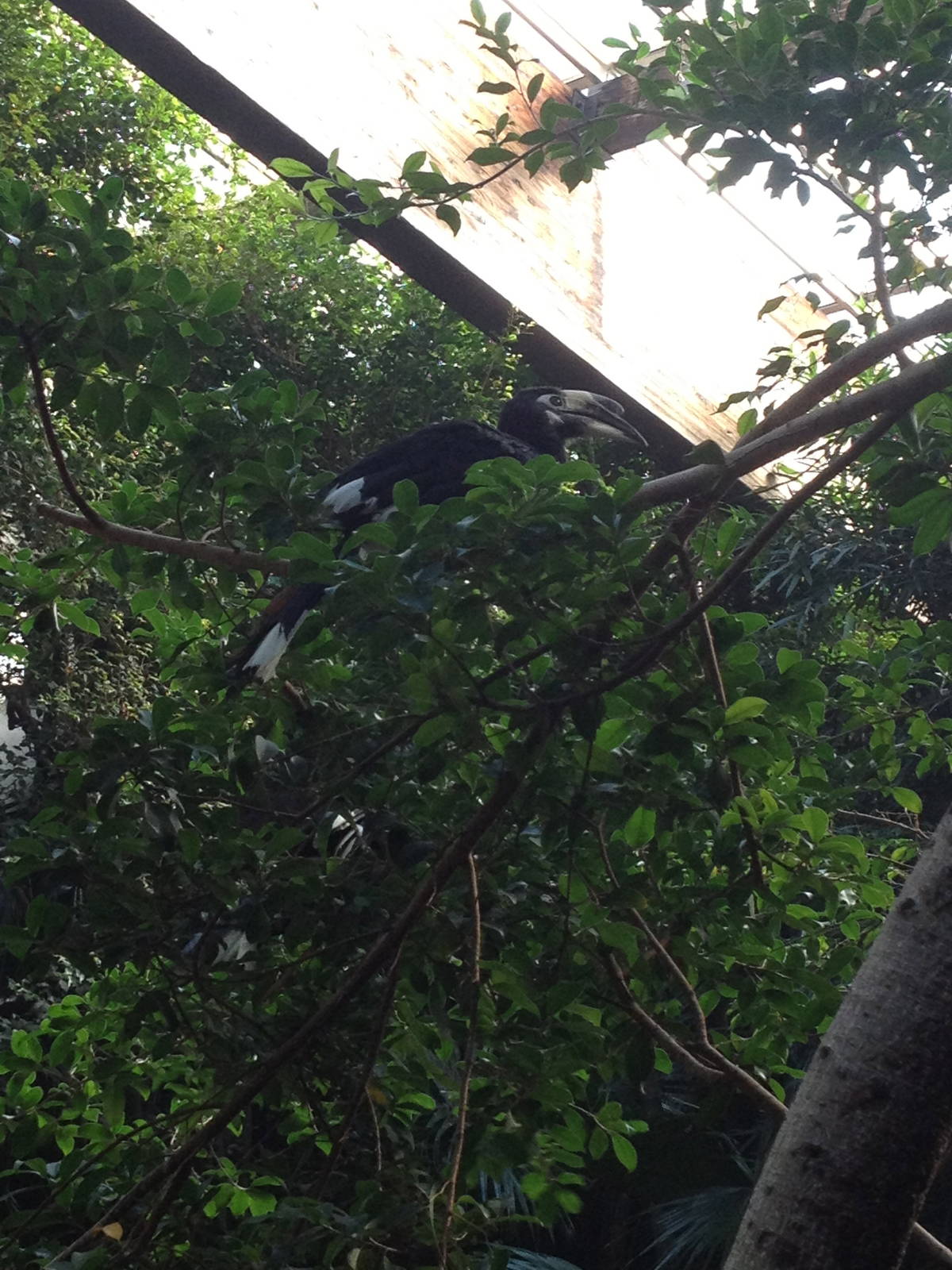 JungleWorld - Pied Hornbill