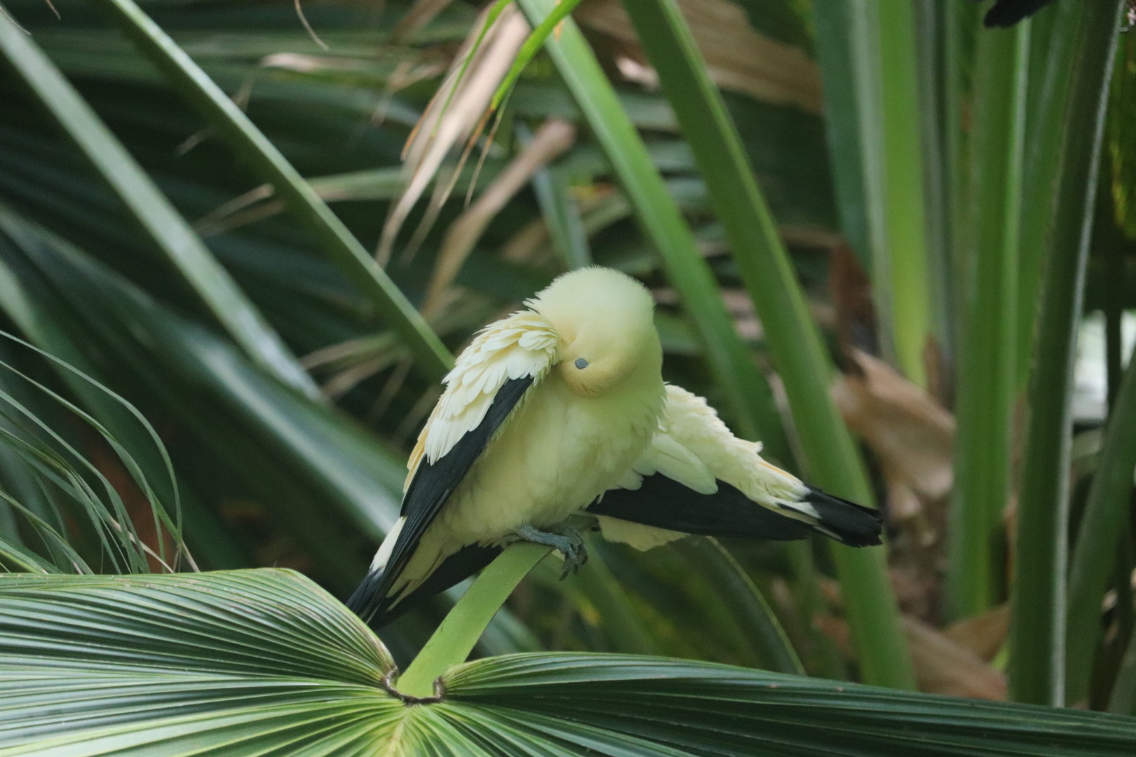 JungleWorld - Pied Imperial Pigeon