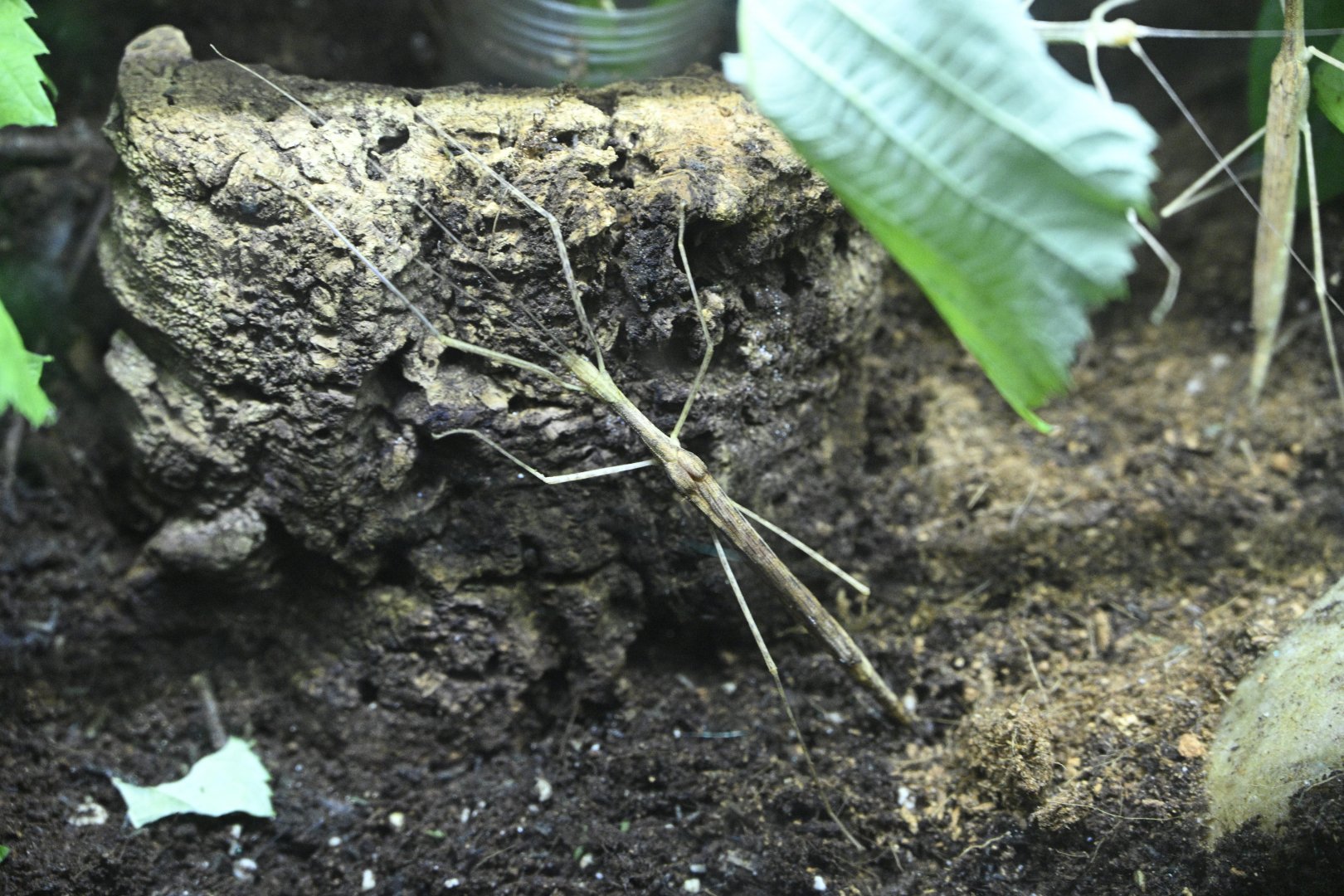 JungleWorld - Pinkwing Stick Insect (Sipyloidea chlorotica)