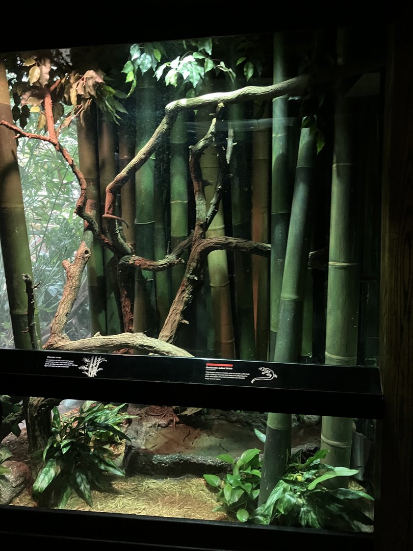 Jungleworld - Prehensile-Tailed Skink Exhibit