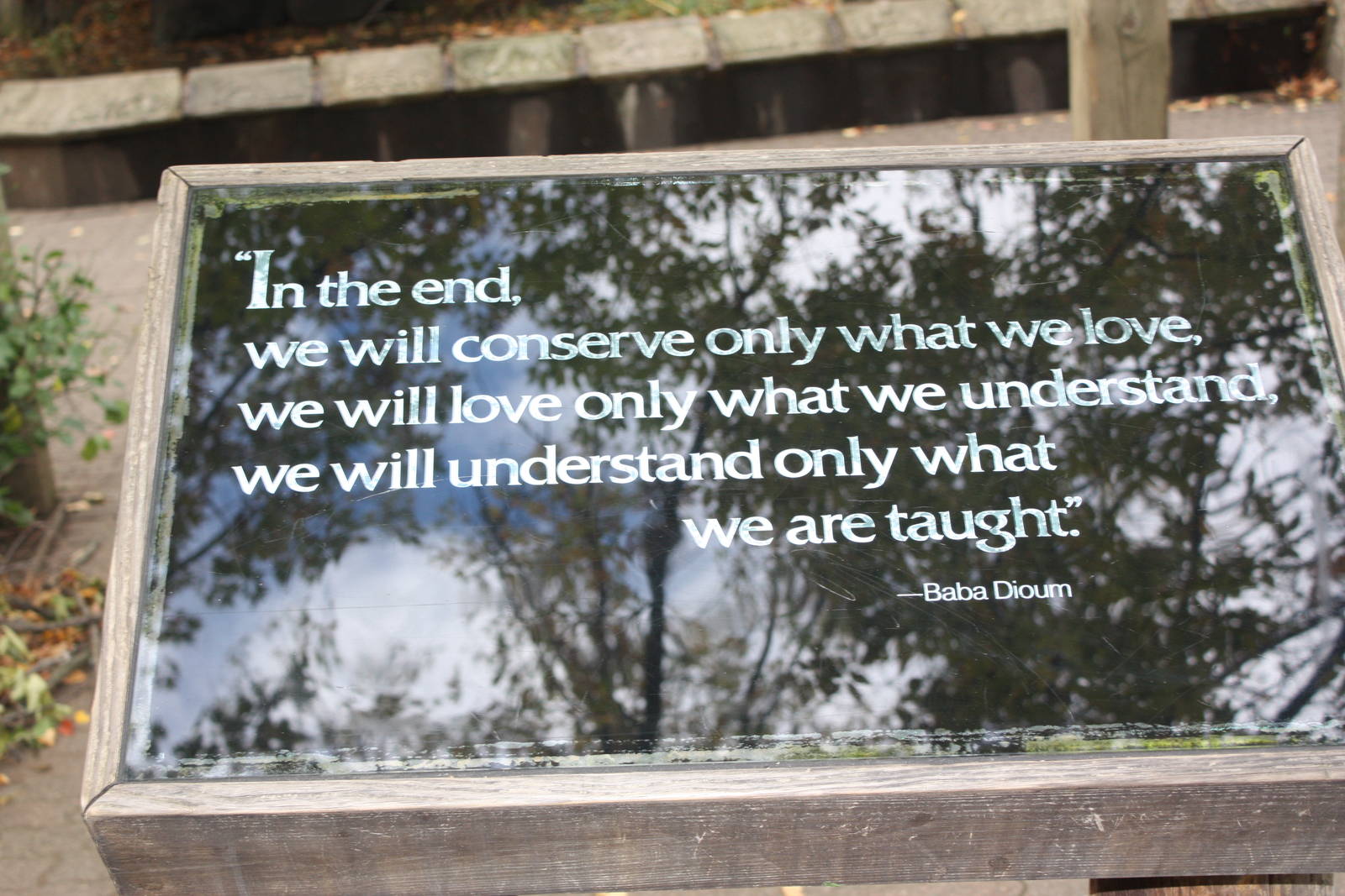JungleWorld- Quote