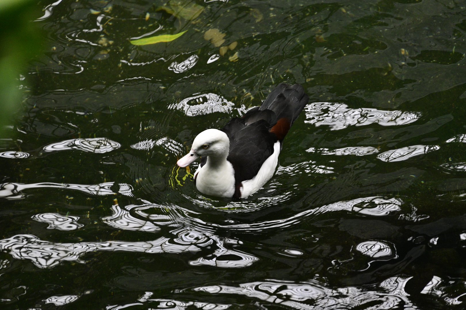 JungleWorld - Radjah Shelduck (Radjah radjah)