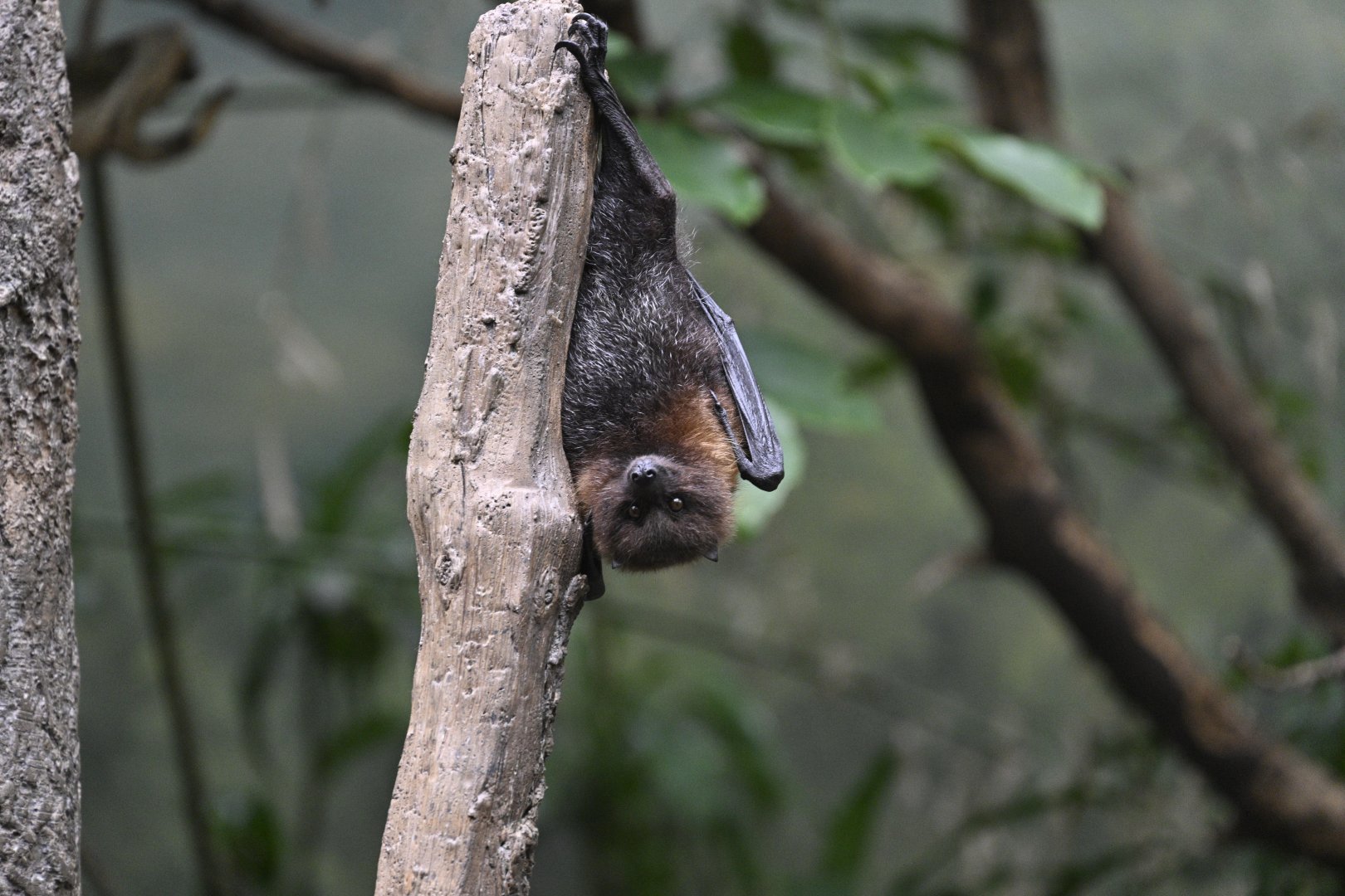 JungleWorld - Rodrigues Flying-Fox (Pteropus rodricensis)