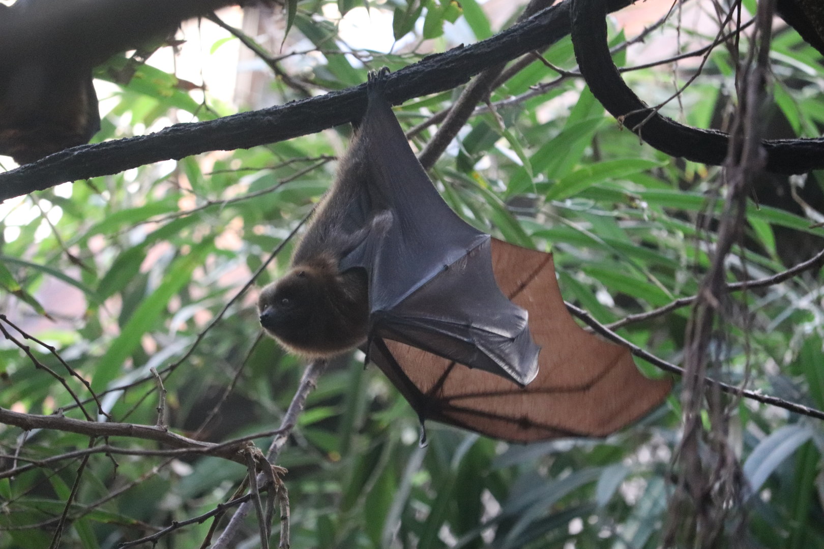 JungleWorld - Rodrigues fruit bat