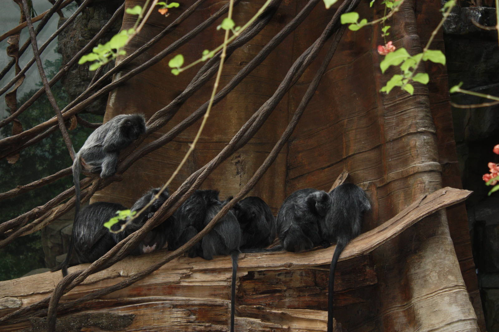 JungleWorld- Silvered-Leaf Langurs