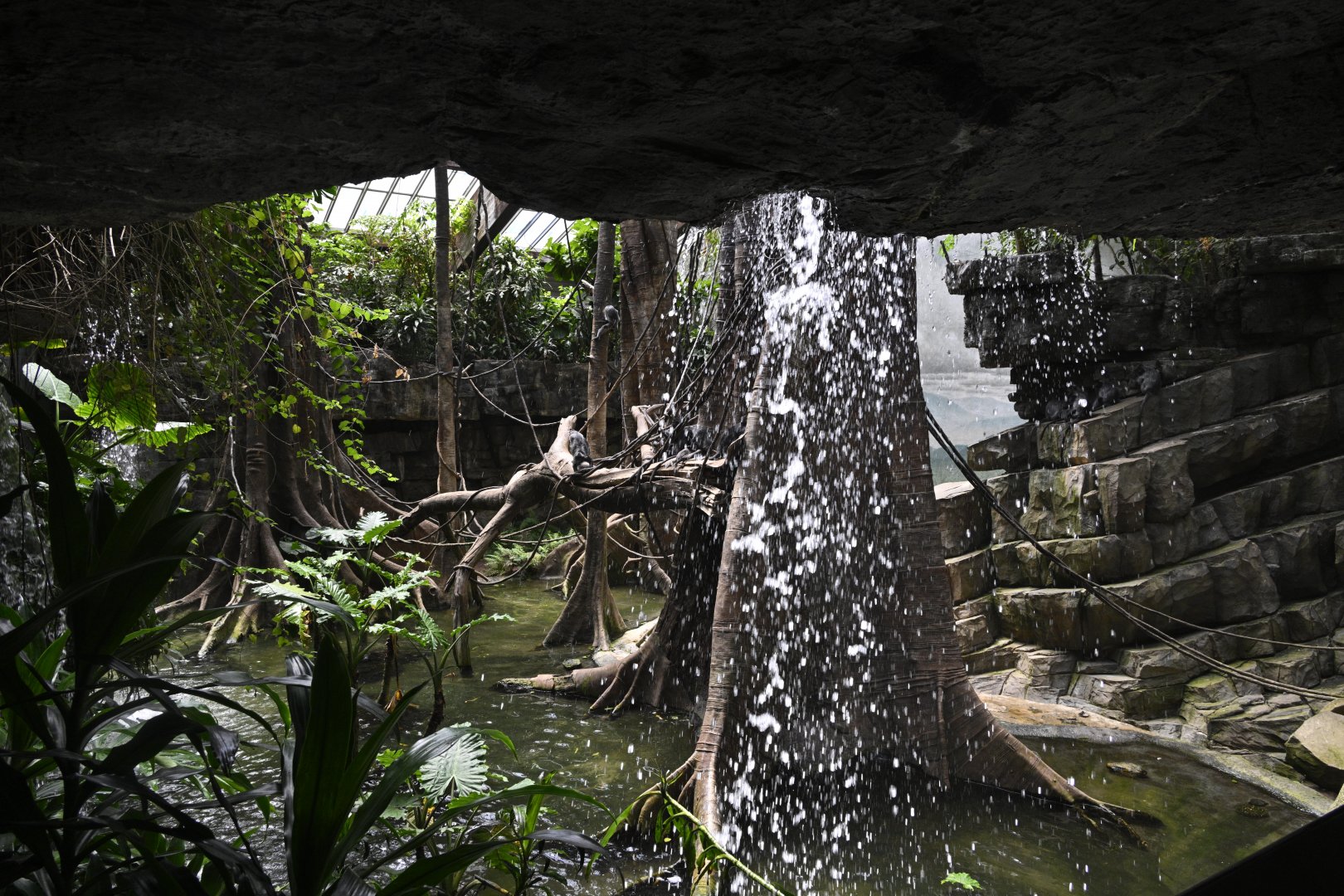 JungleWorld - Silvered Leaf Monkey (Trachypithecus cristatus) Exhibit