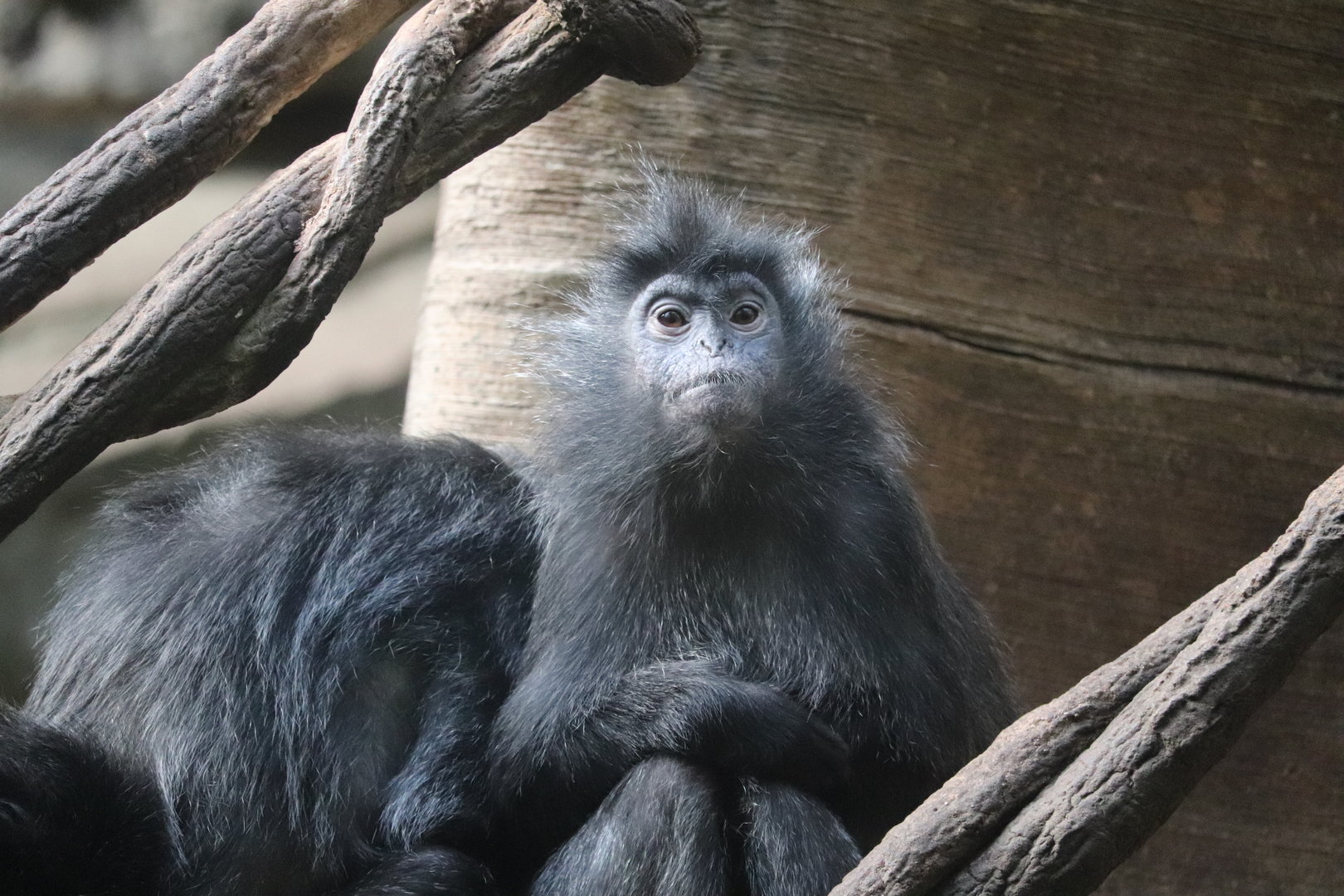 JungleWorld - Silvered Leaf Monkey