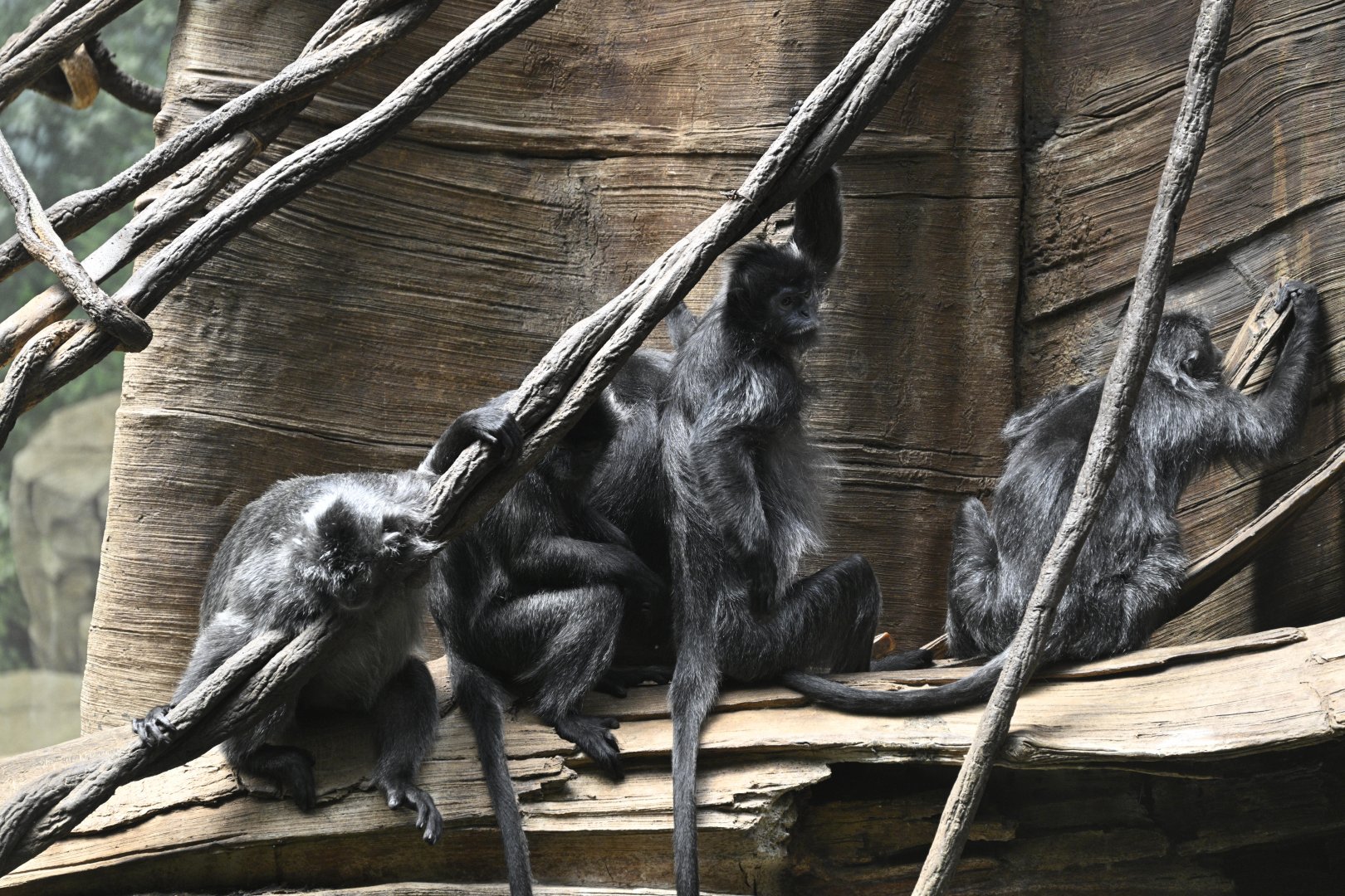 JungleWorld - Silvered Leaf Monkeys (Trachypithecus cristatus)