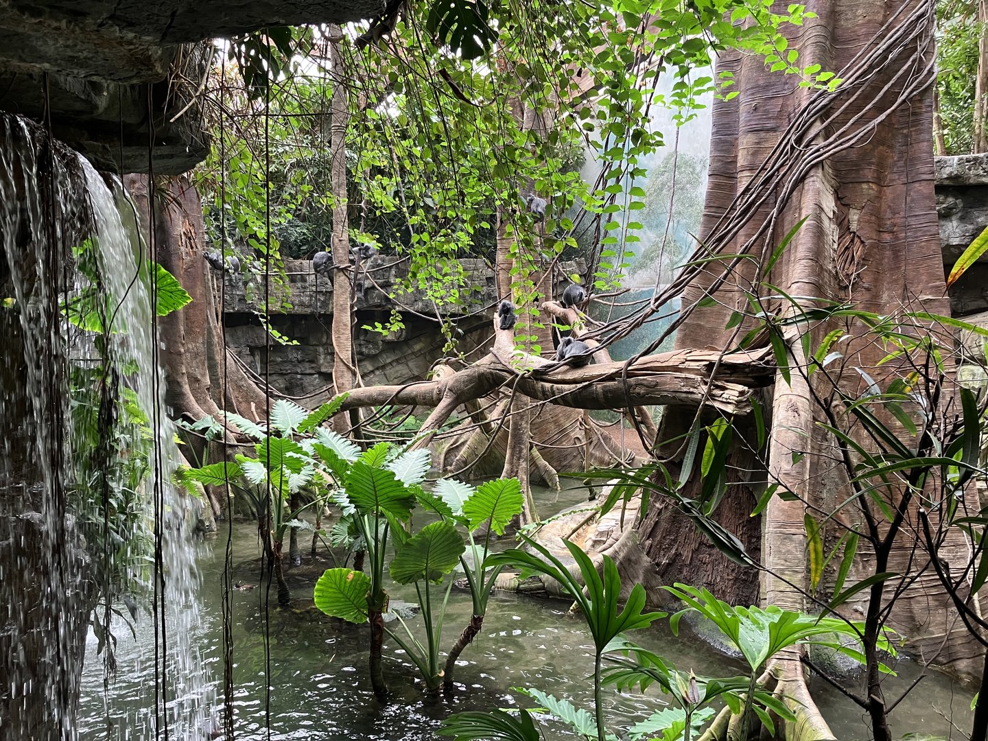 Jungleworld - Silvery Langur Exhibit