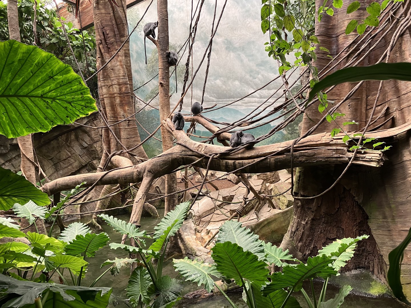 Jungleworld- Silvery Langur Exhibit