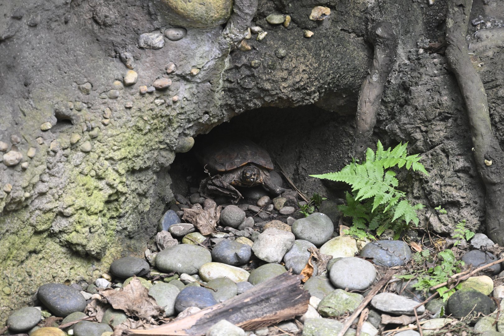 JungleWorld - Spiny Terrapin (Heosemys spinosa)
