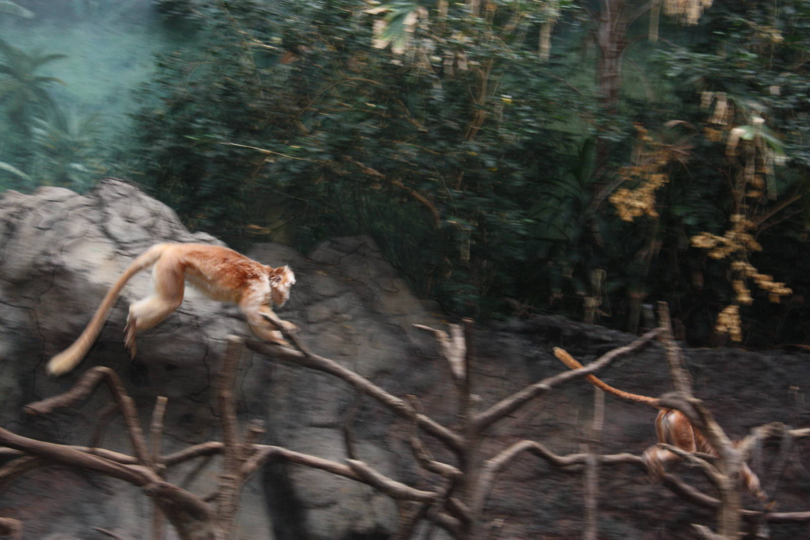 JungleWorld- The Chase