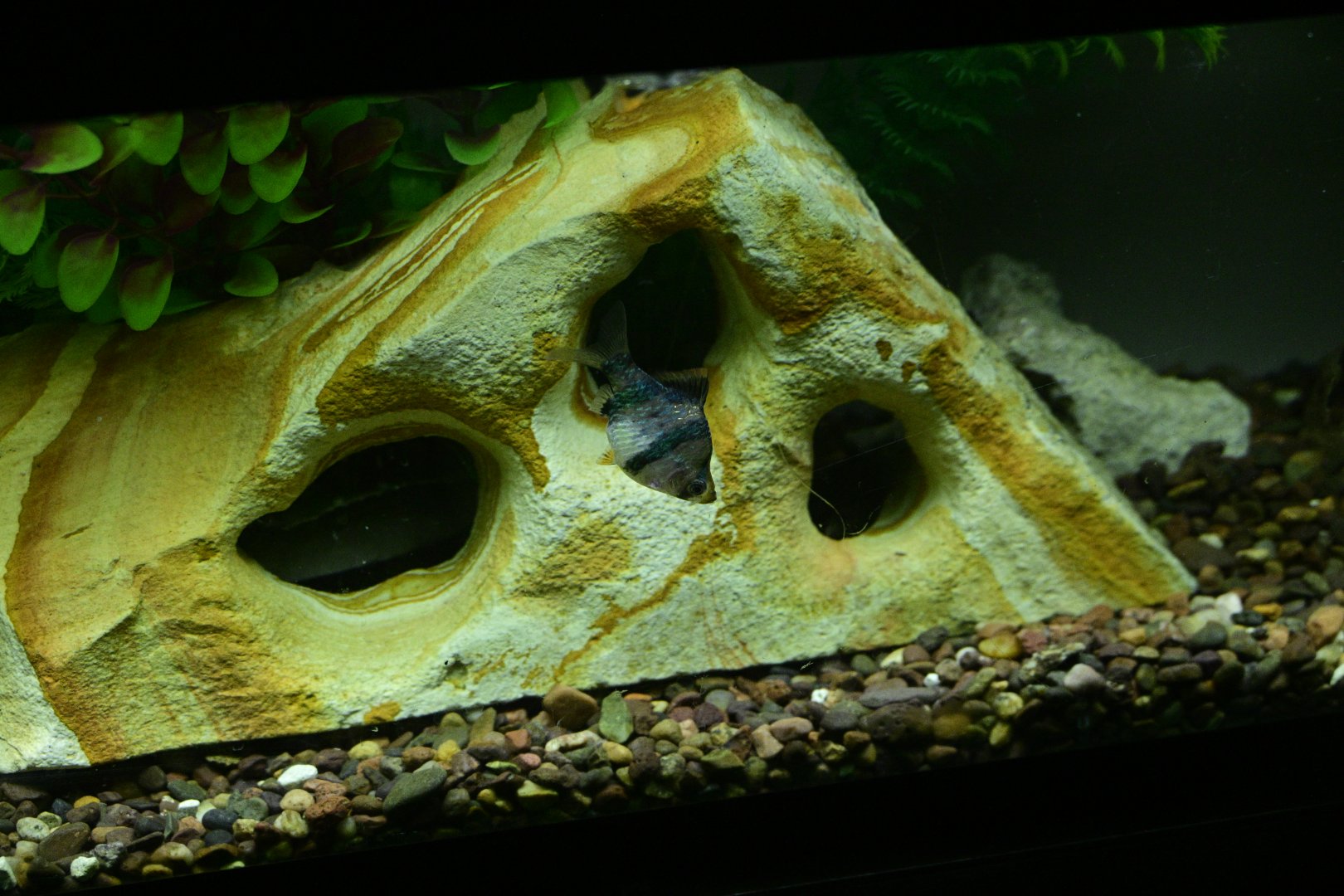 JungleWorld - Tiger Barb (Puntigrus tetrazona)