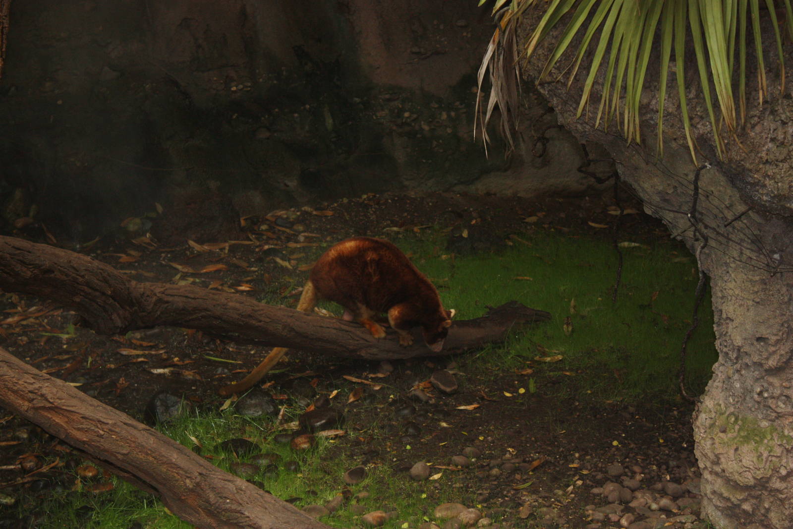 JungleWorld- Tree Kangaroo Descending