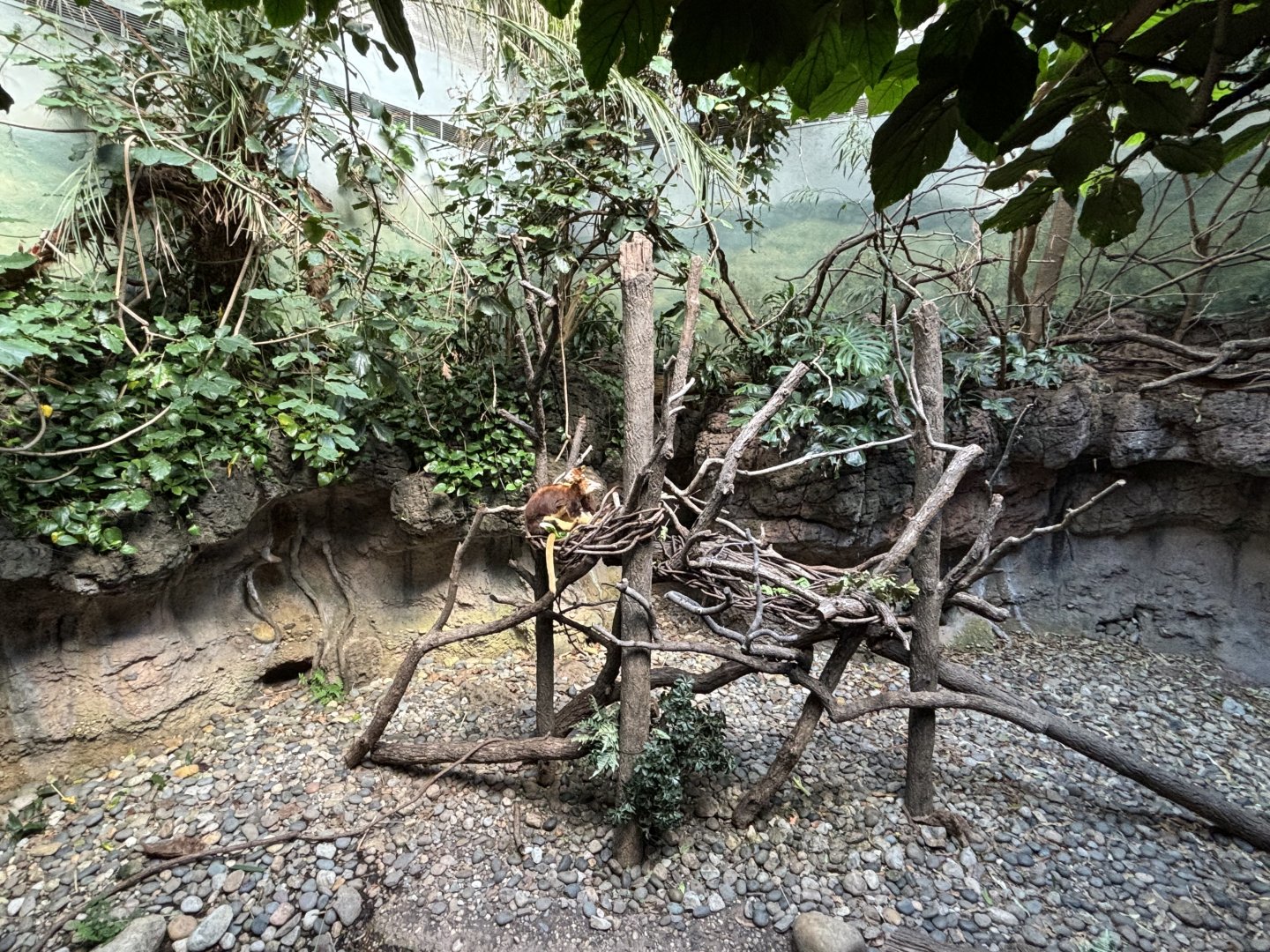 JungleWorld- Tree Kangaroo Exhibit