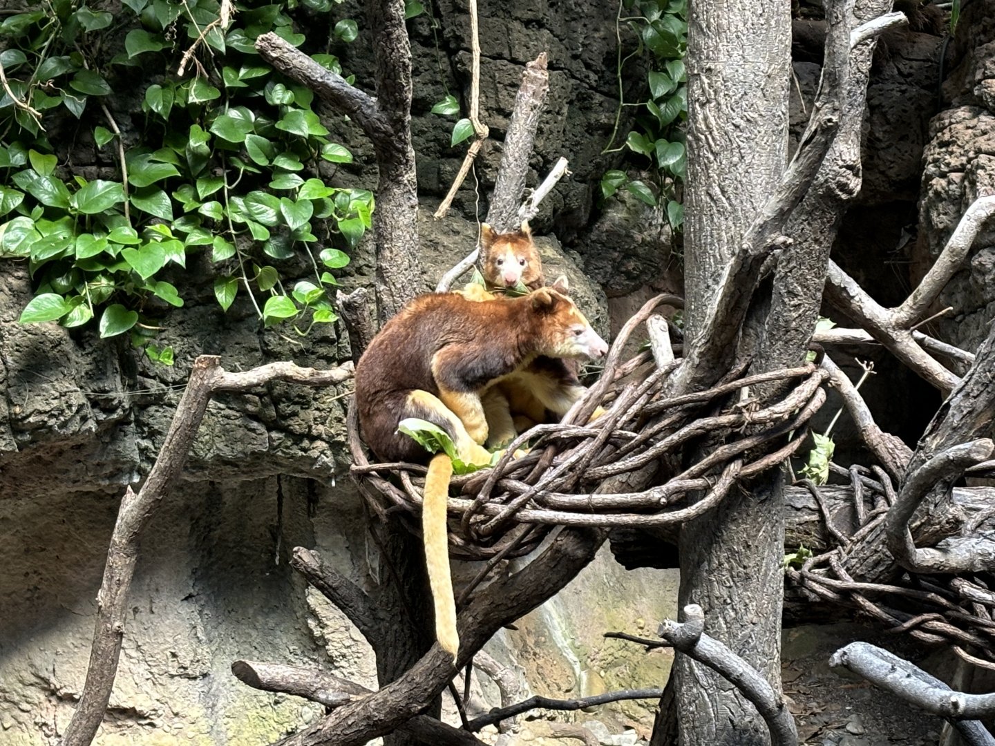 JungleWorld- Tree Kangaroo Joey