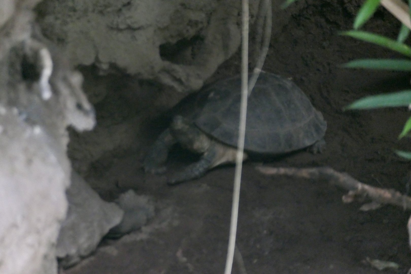 Jungleworld - Unsigned tortoise