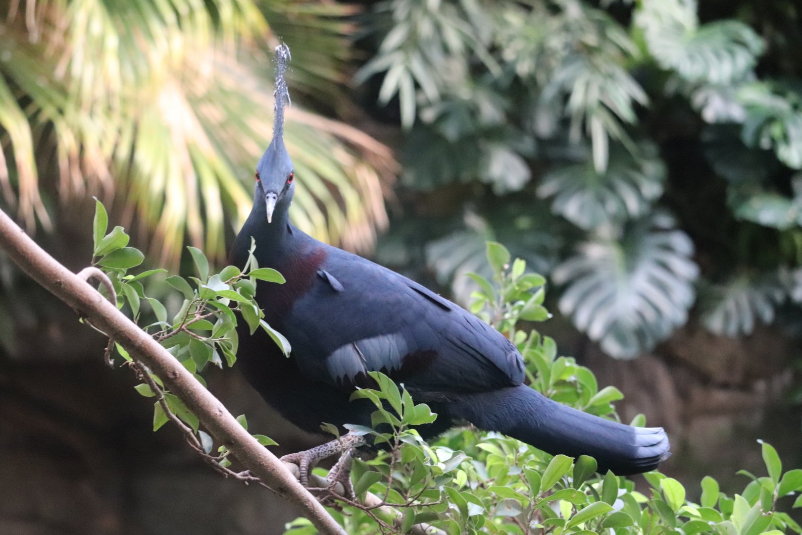 JungleWorld - Victoria Crowned Pigeon