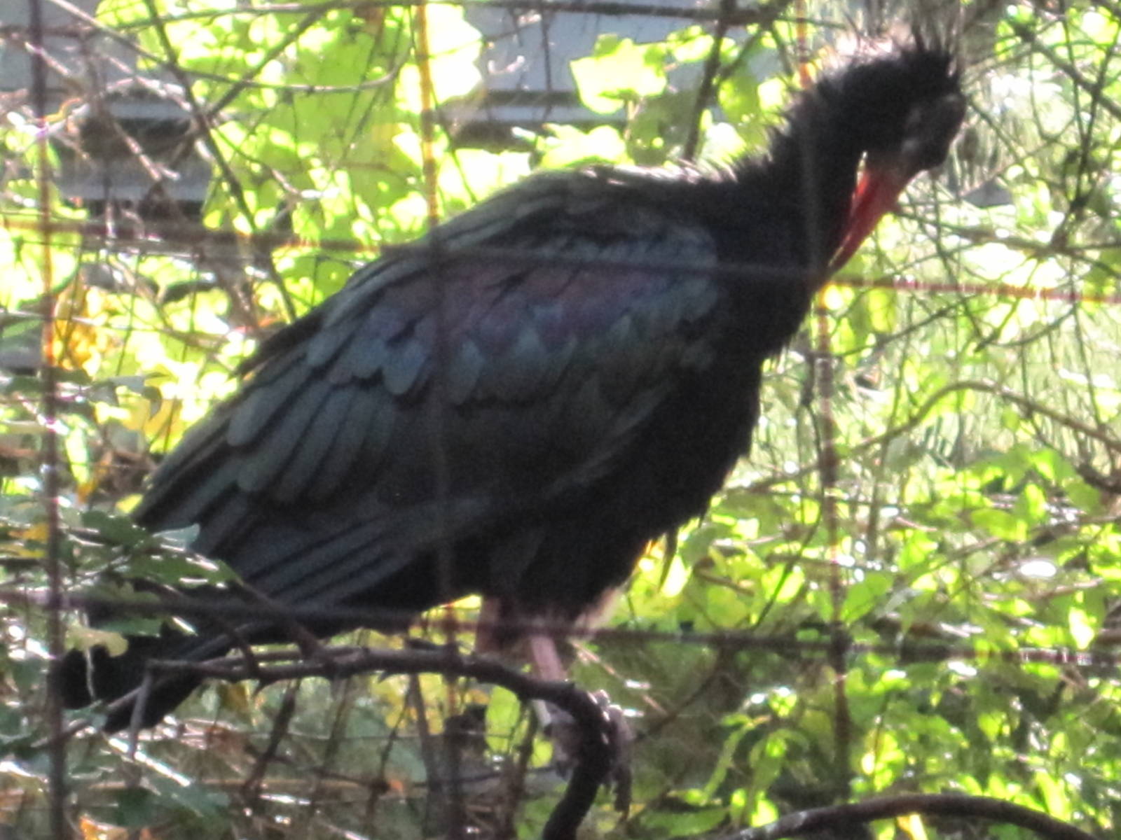 JungleWorld- Waldrapp Ibis