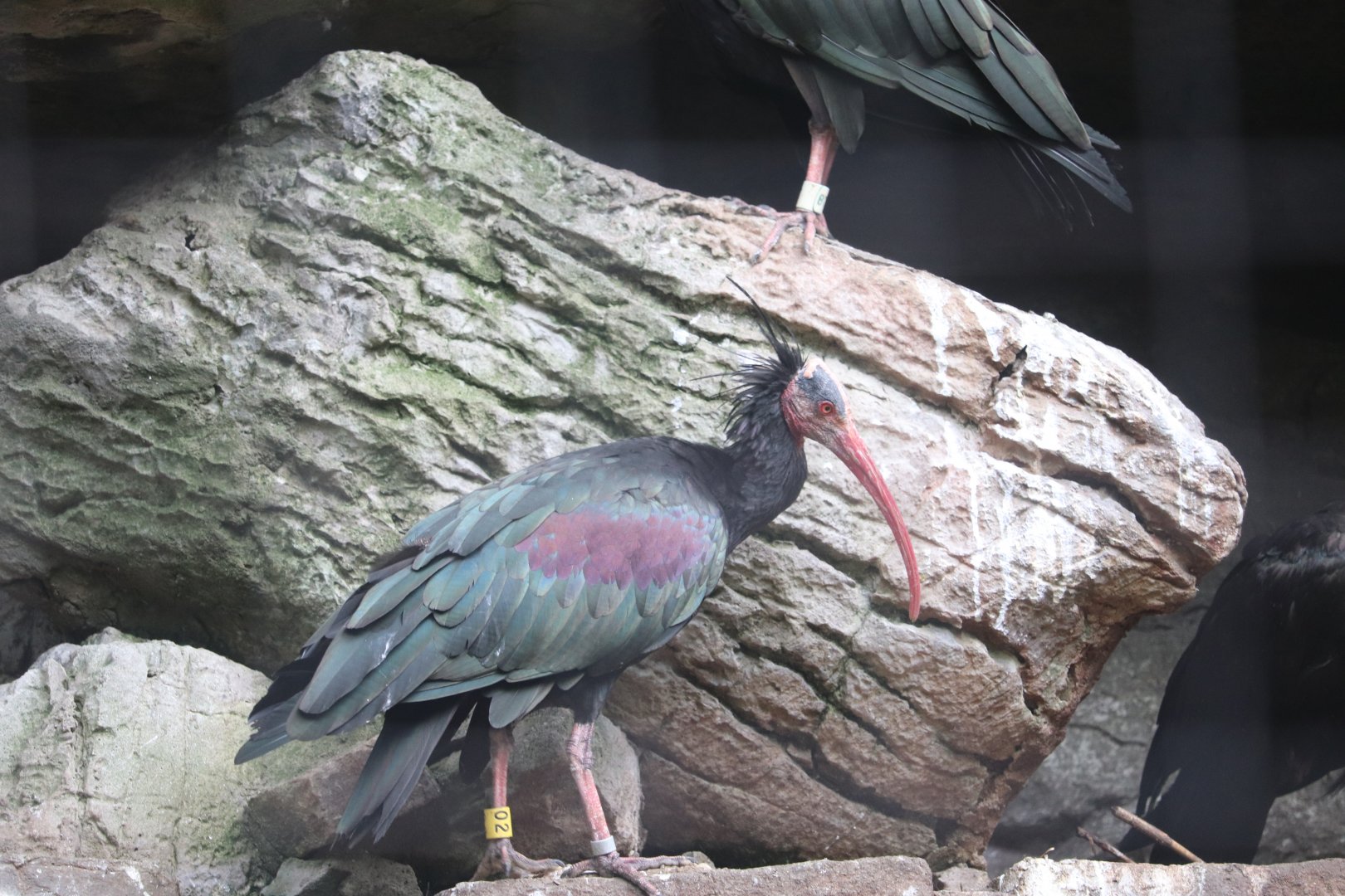 JungleWorld- Waldrapp