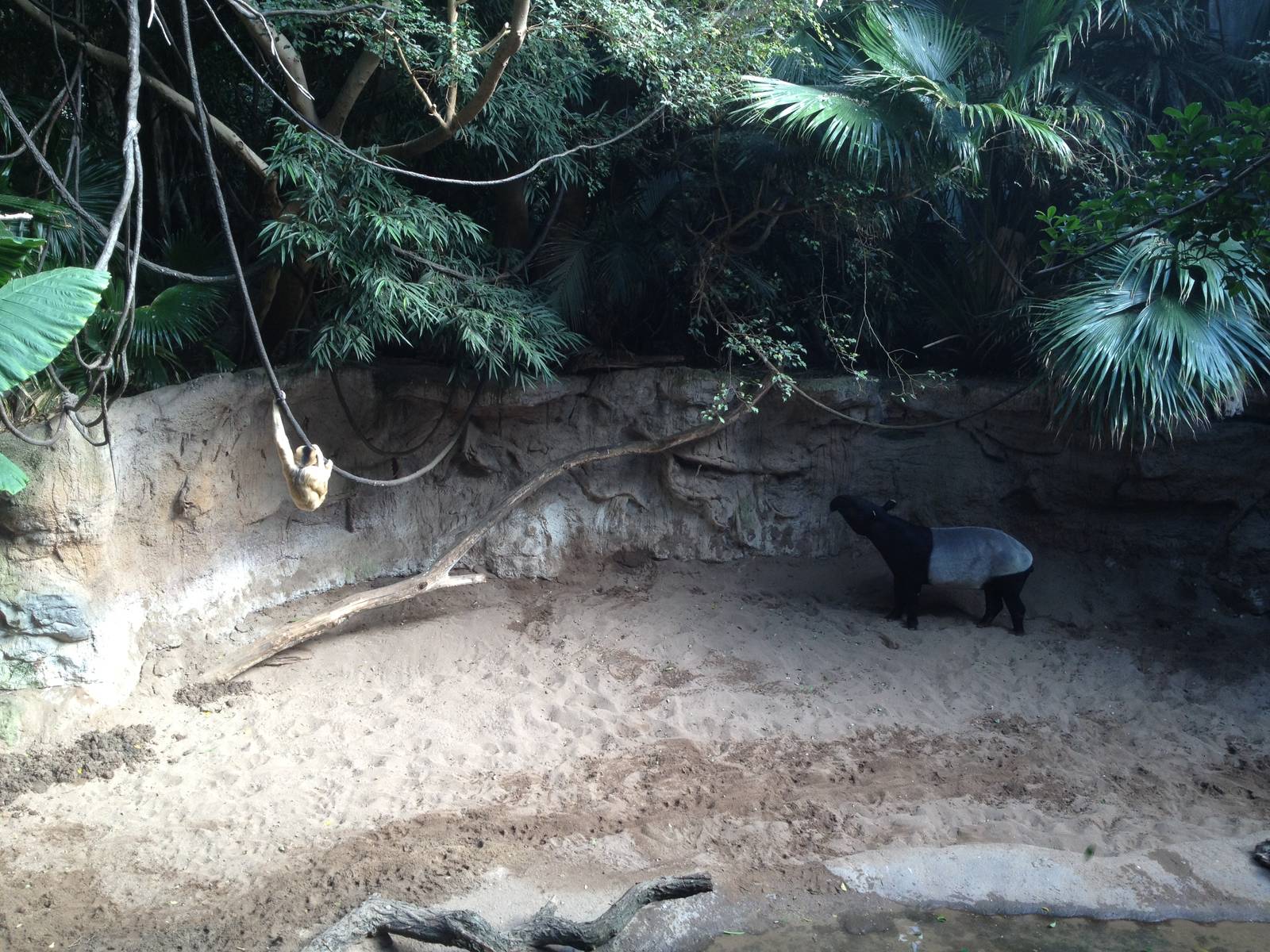 JungleWorld - White-Cheeked Gibbon and Malayan Tapir