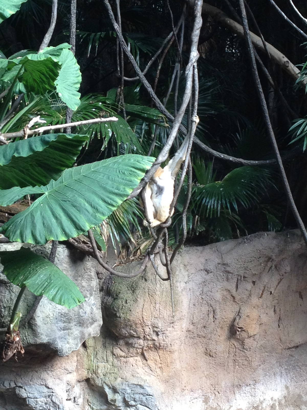 JungleWorld - White-Cheeked Gibbon