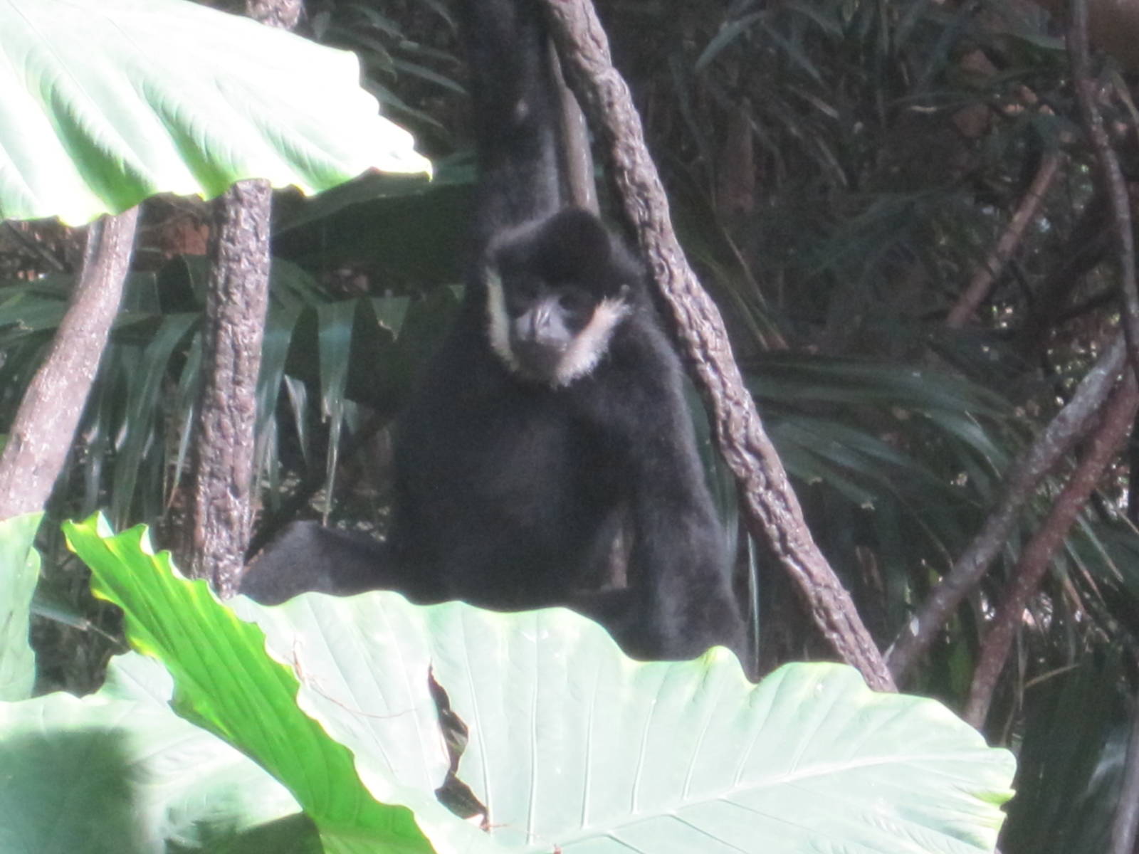 JungleWorld- White-Cheeked Gibbon