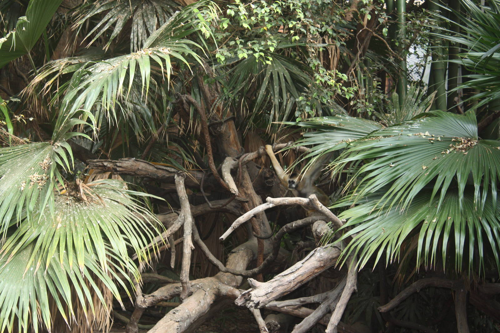 JungleWorld- White-Cheeked Gibbon