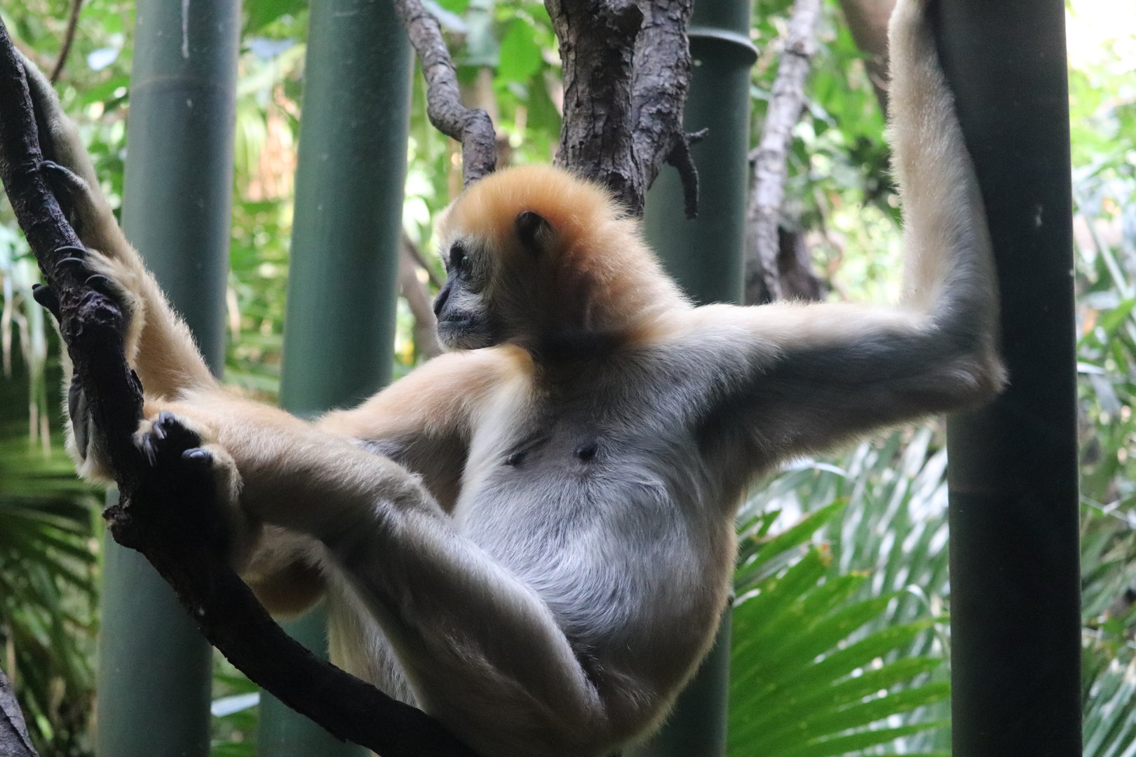 JungleWorld - White-Cheeked Gibbon